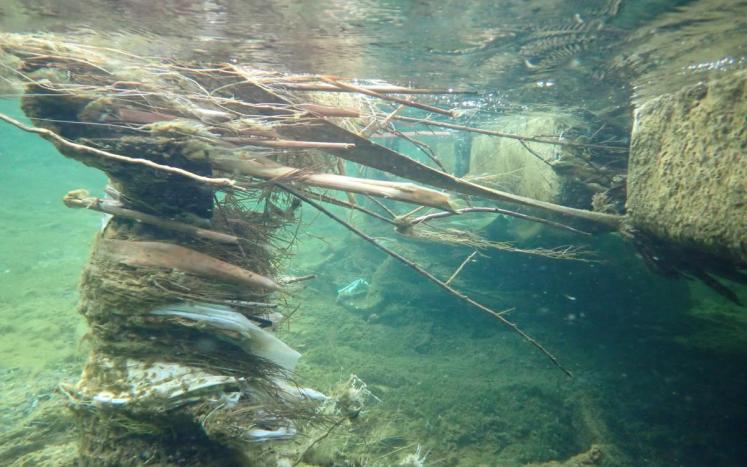 A post anchoring a floating dock along the river serves as a "caddisfly condo,” providing habitat for hundreds of larvae. 