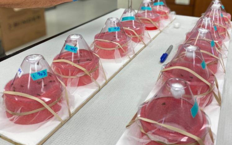 Repellency assays