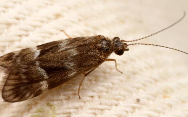 Adult Smicridea fasciatella