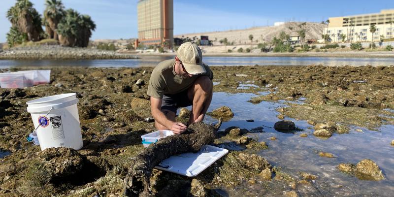 Larvae are collected for mortality estimates