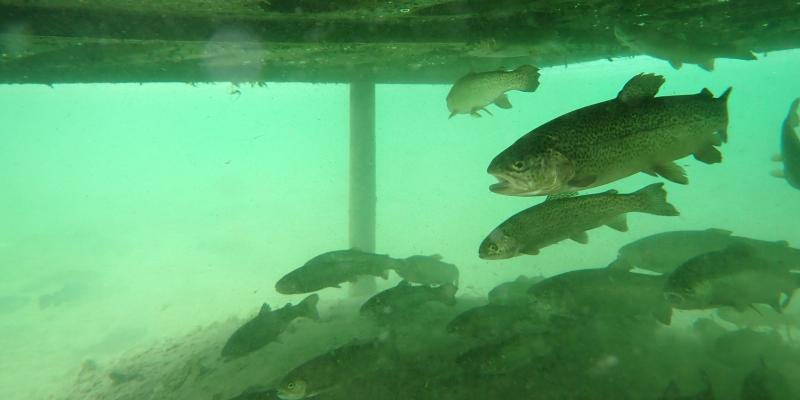 Rainbow Trout are stocked in the spring and fall, during the peak caddisfly emergence period